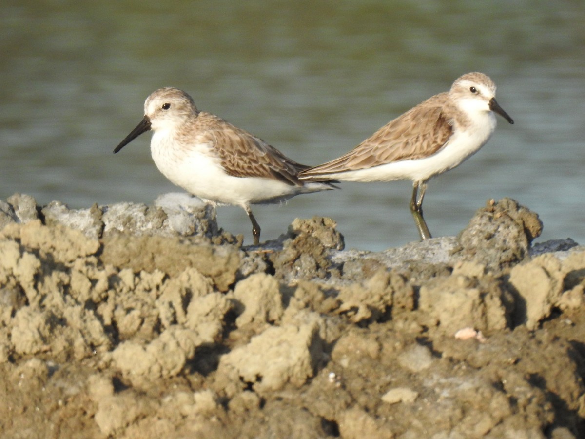 Western Sandpiper - ML612853886