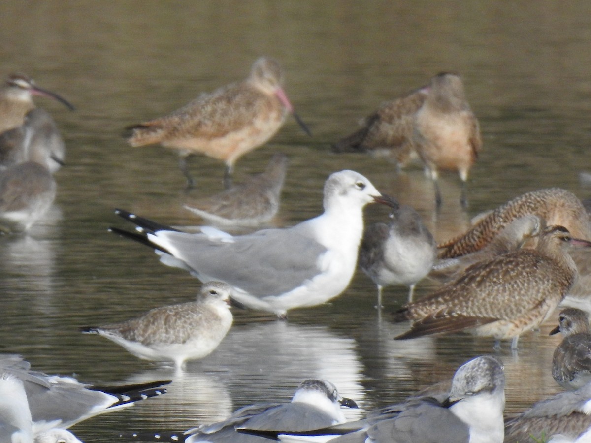 Laughing Gull - ML612853895