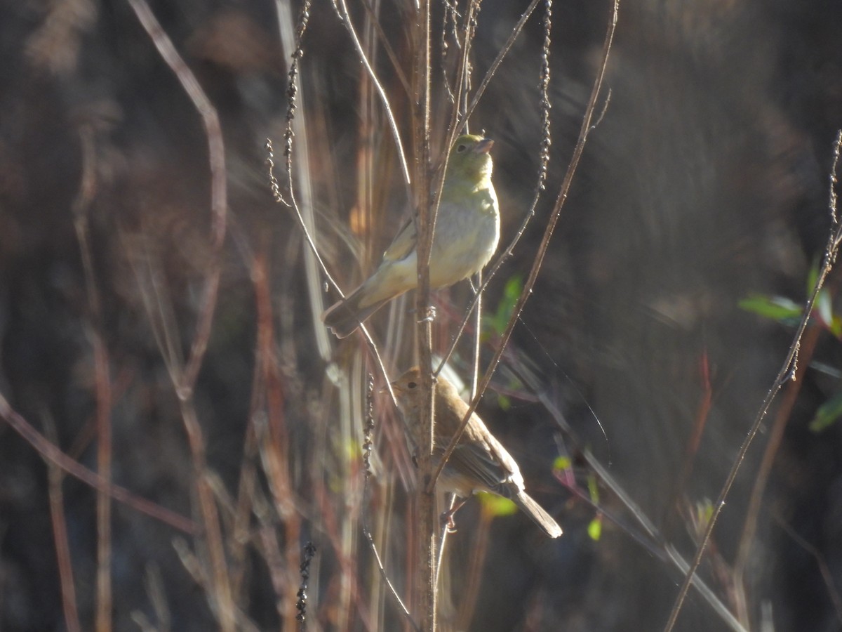 Indigo Bunting - ML612853898