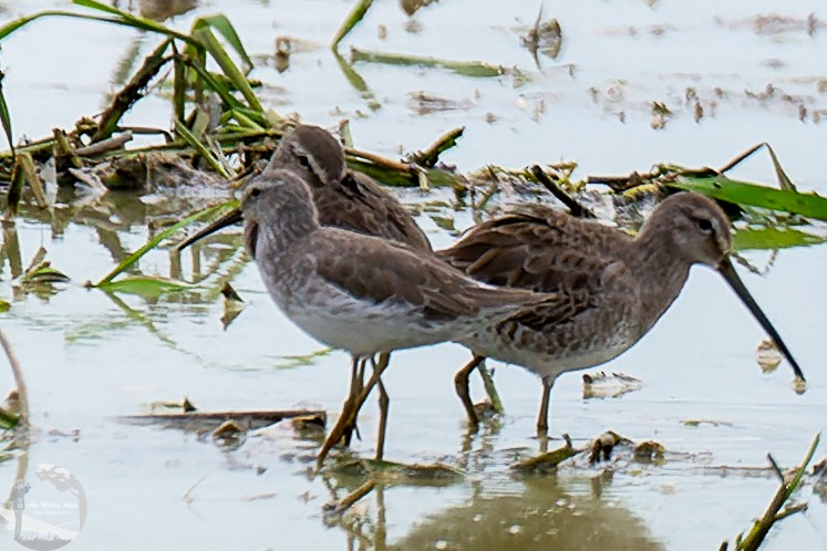 Long-billed Dowitcher - ML612853934