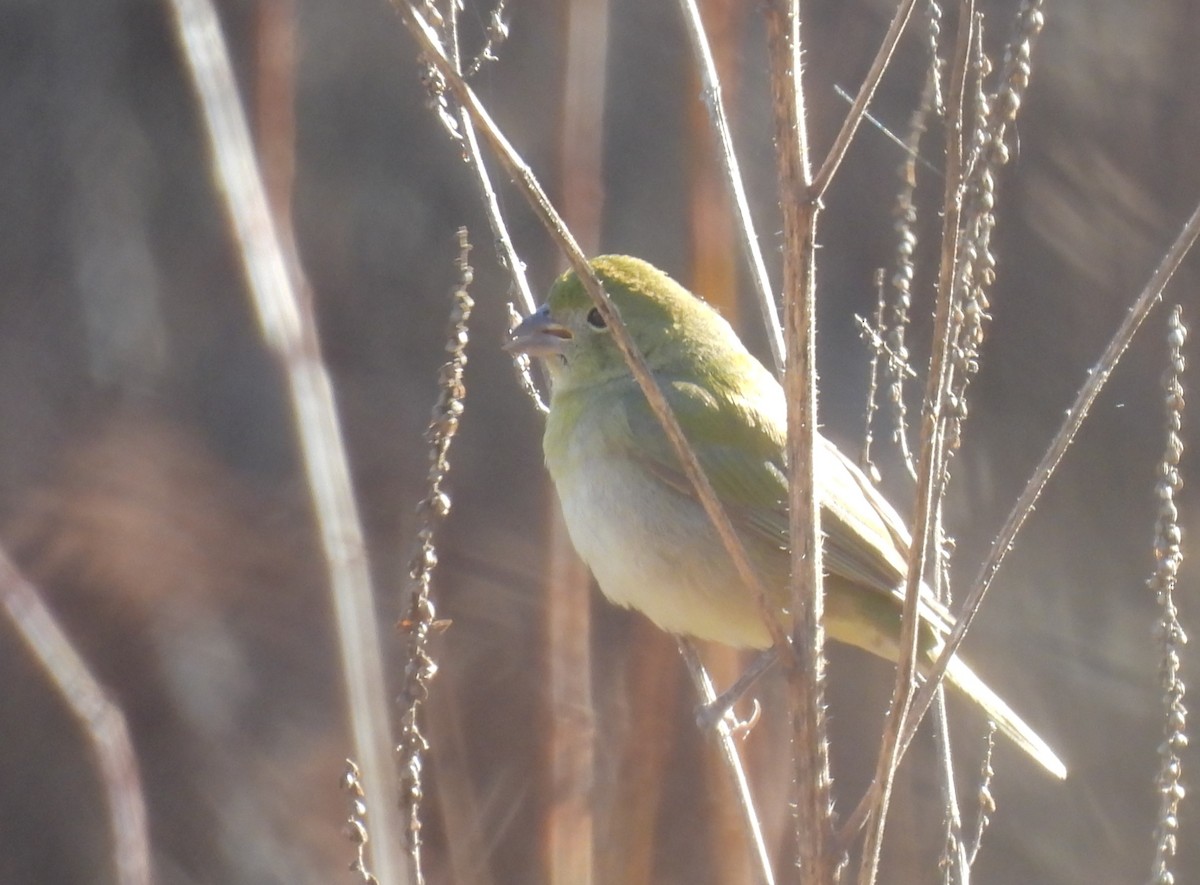 Painted Bunting - ML612853956