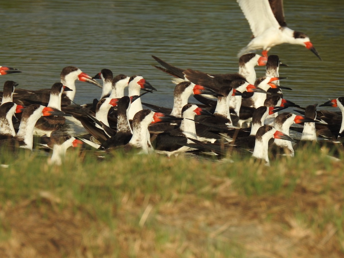Black Skimmer - ML612854005