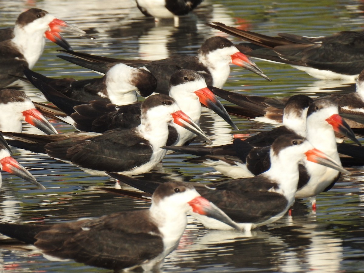 Black Skimmer - ML612854006