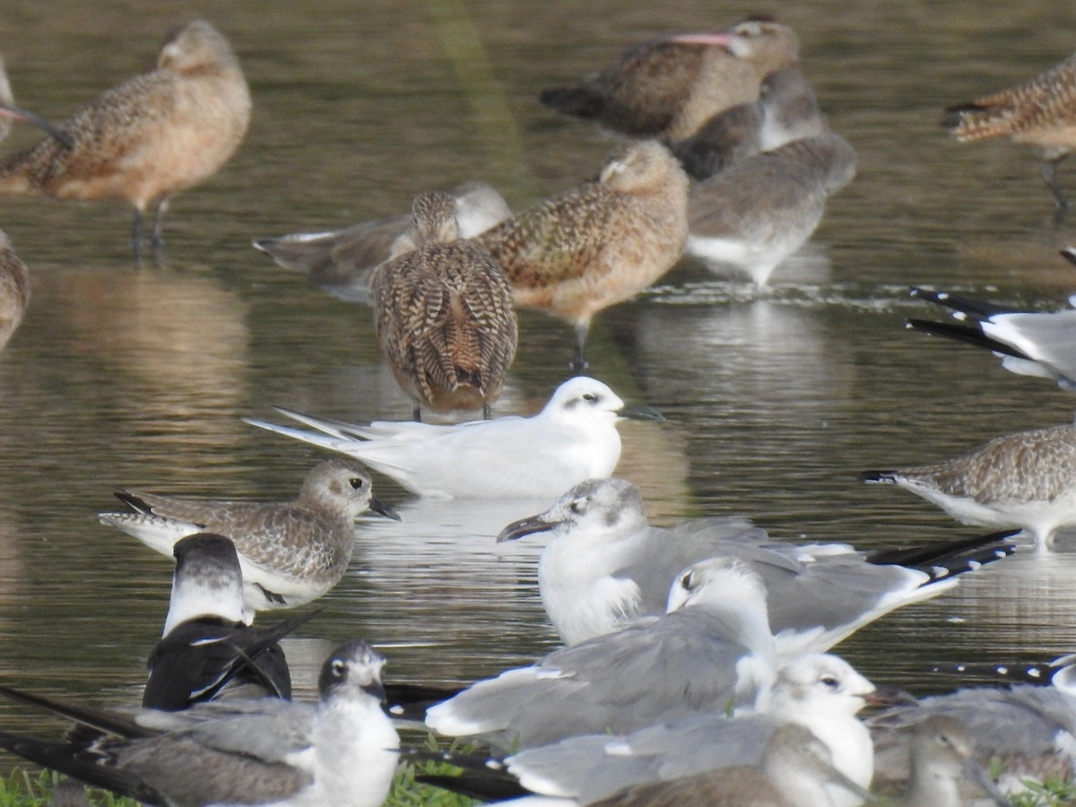 鷗嘴燕鷗 - ML612854024