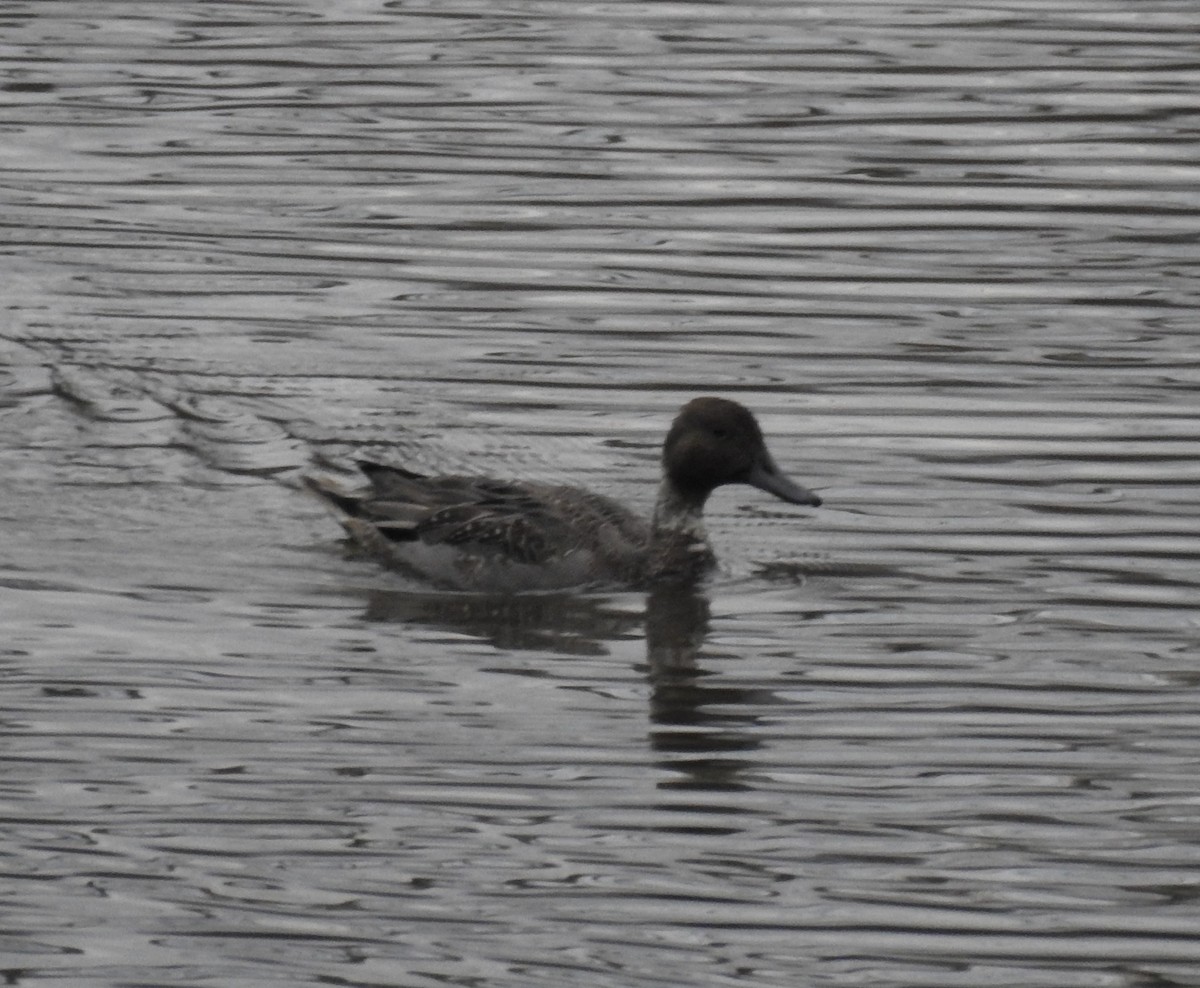 Northern Pintail - ML612854029