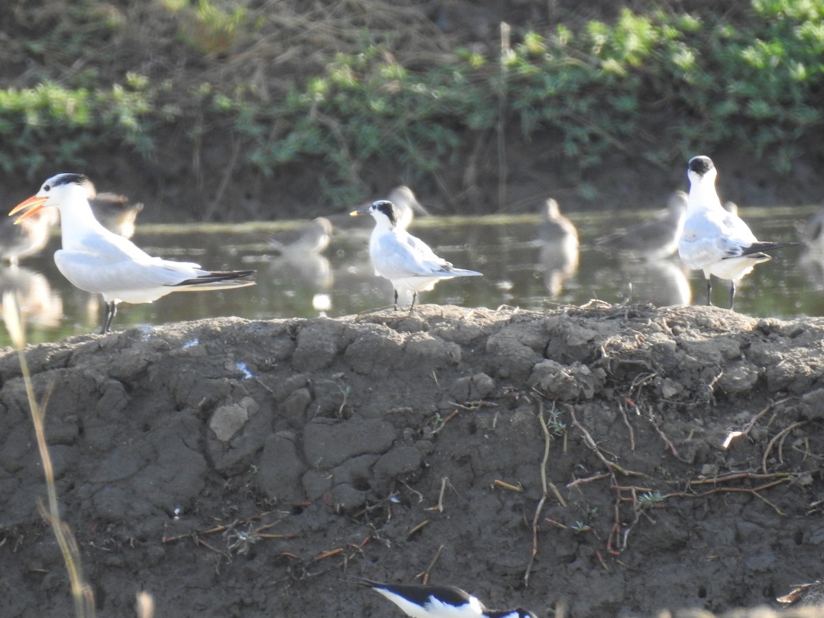 Royal Tern - ML612854040