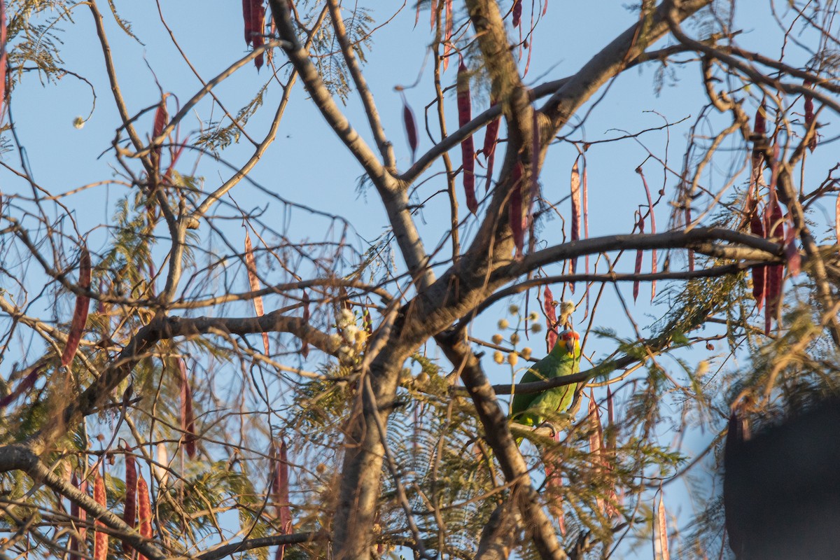 Red-lored Parrot - Ricardo Rivera