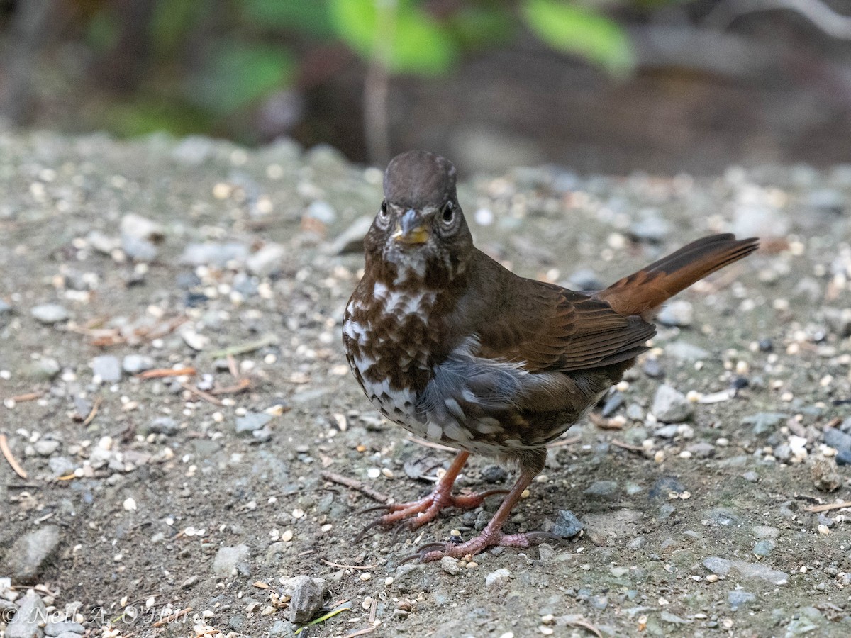 Fox Sparrow - ML612854054