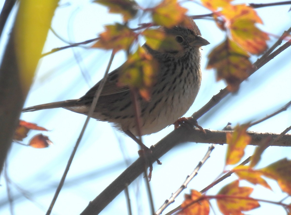 Lincoln's Sparrow - ML612854065