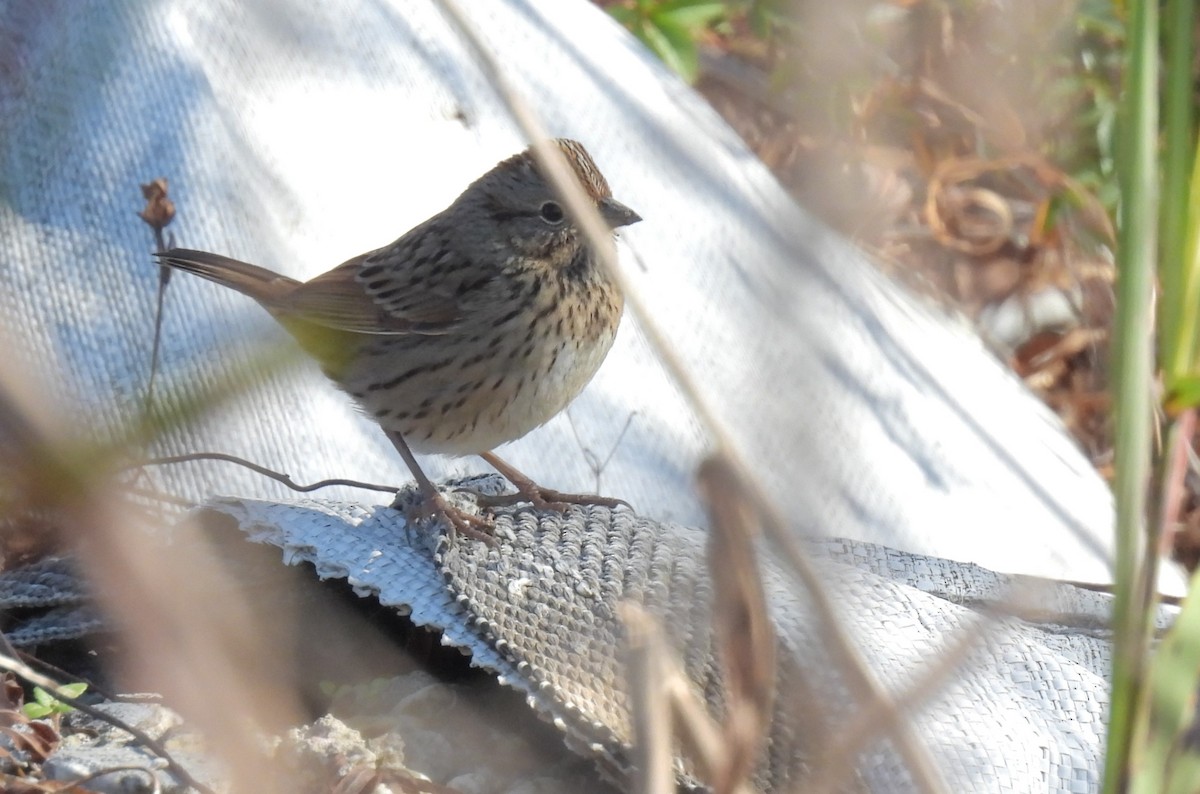 Lincoln's Sparrow - ML612854066