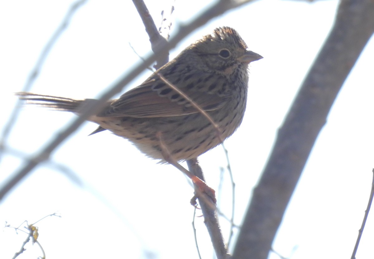 Lincoln's Sparrow - ML612854067