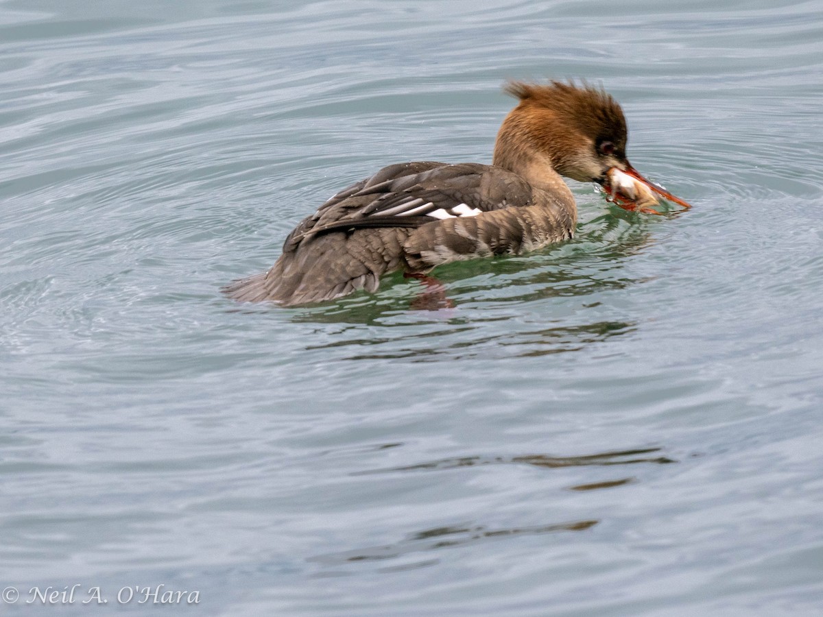 Red-breasted Merganser - ML612854092