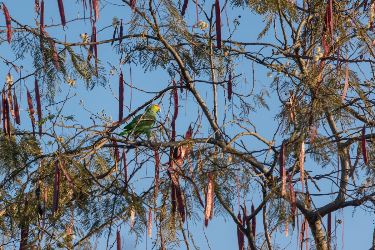 Red-lored Parrot - ML612854099