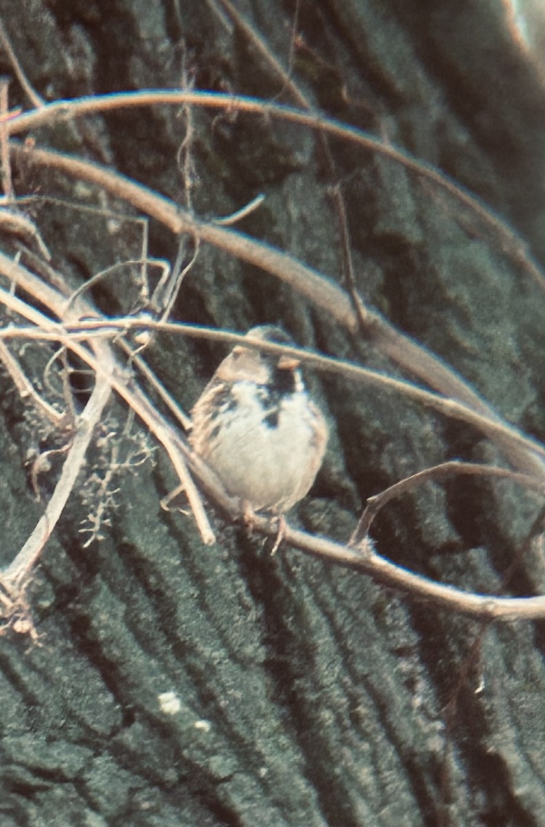 Harris's Sparrow - Matthew Forster