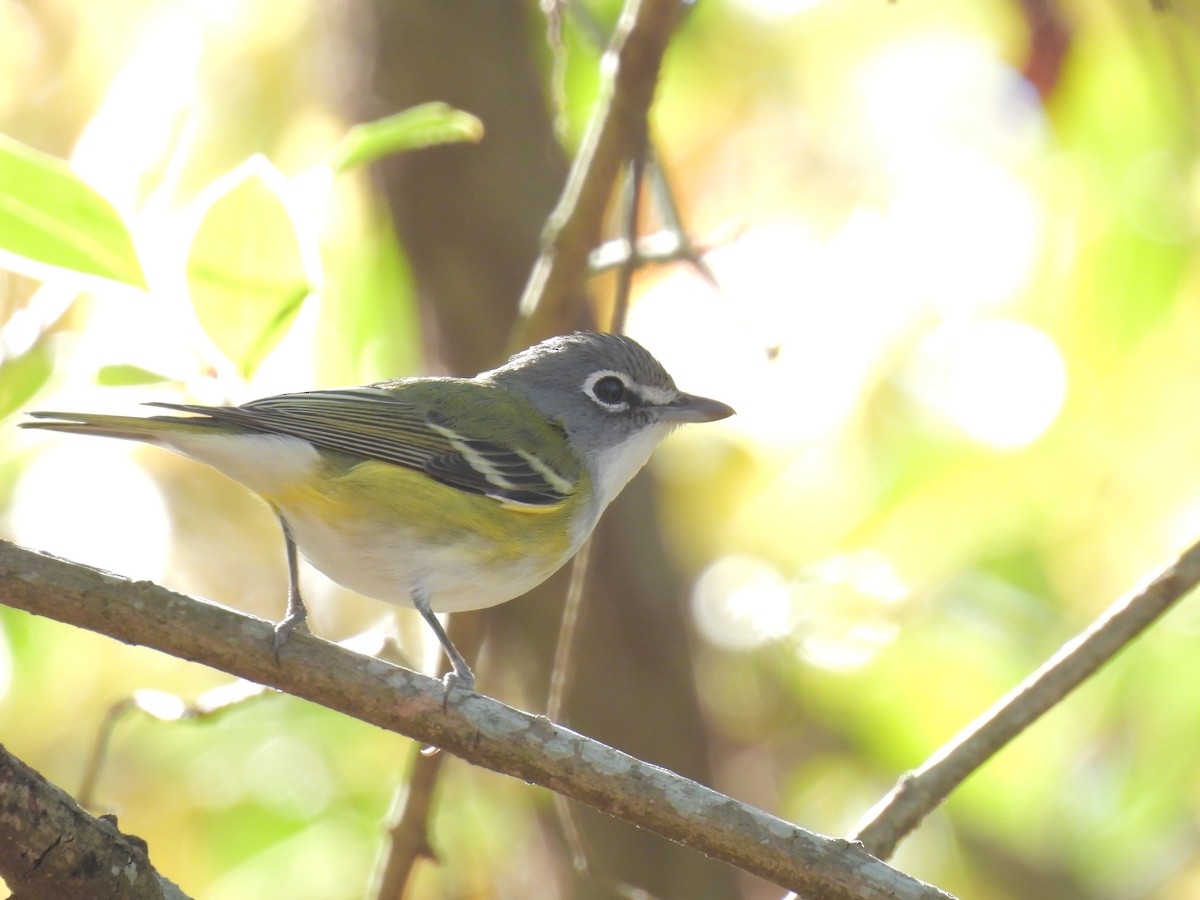 Blue-headed Vireo - Daniel Lane