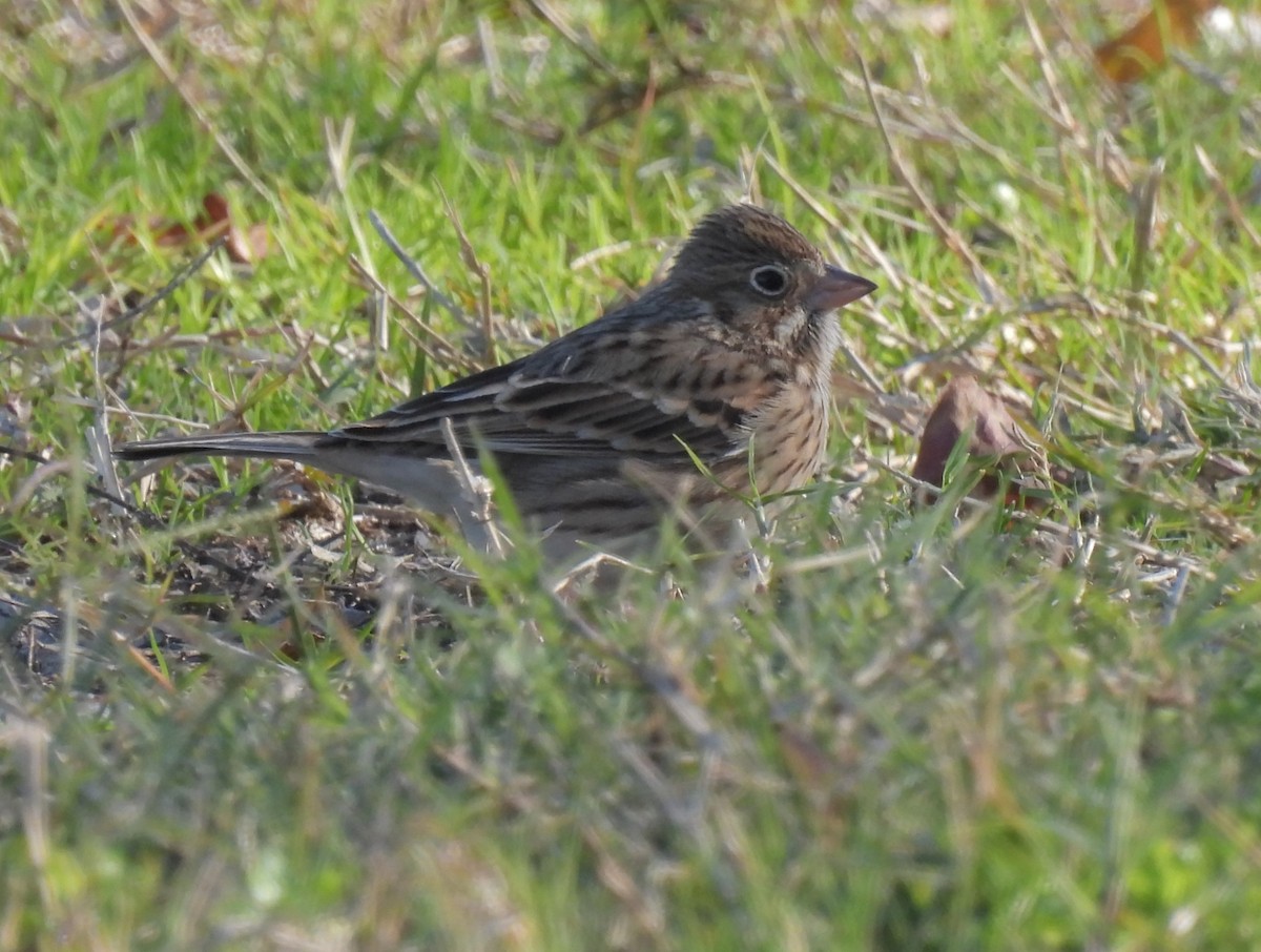 Vesper Sparrow - ML612854379