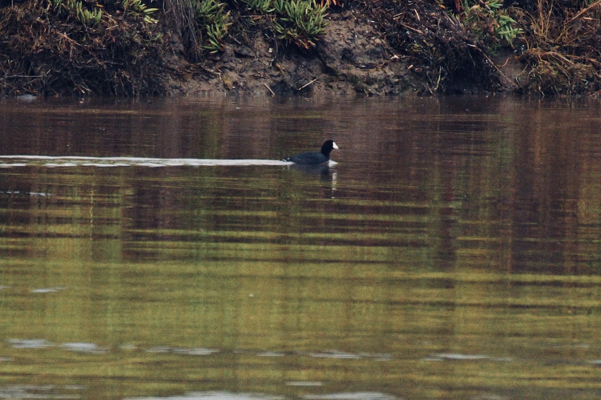 American Coot - ML612854403