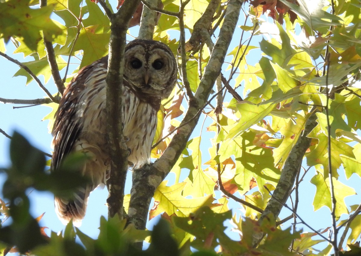 Barred Owl - ML612854429