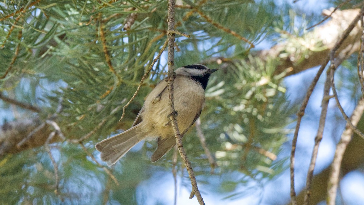 Mountain Chickadee - ML612854541