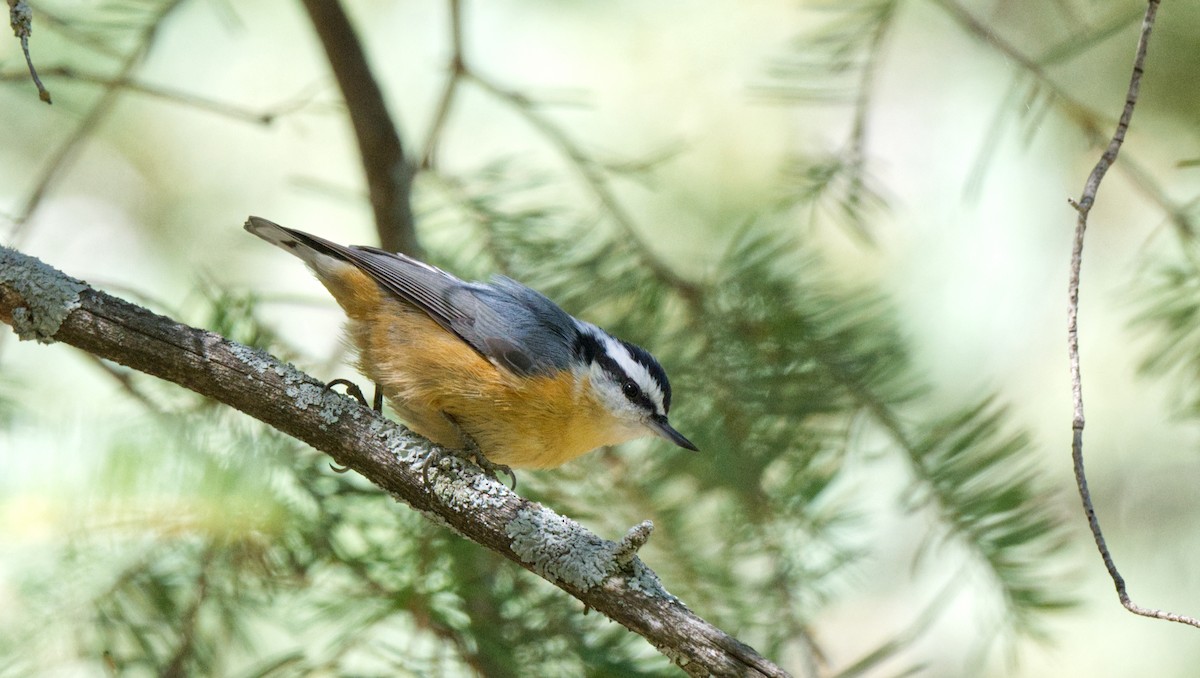 Red-breasted Nuthatch - ML612854607