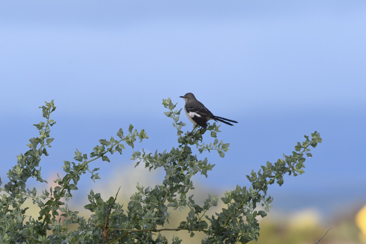 Northern Mockingbird - ML612854617