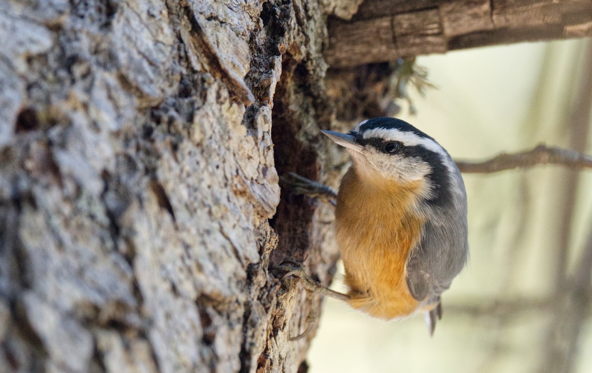Red-breasted Nuthatch - ML612854630