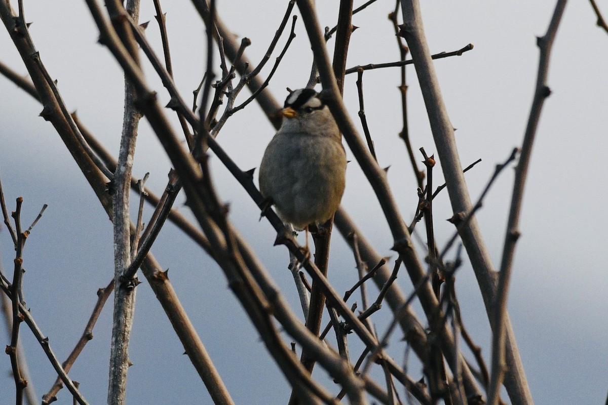 White-crowned Sparrow - ML612854647