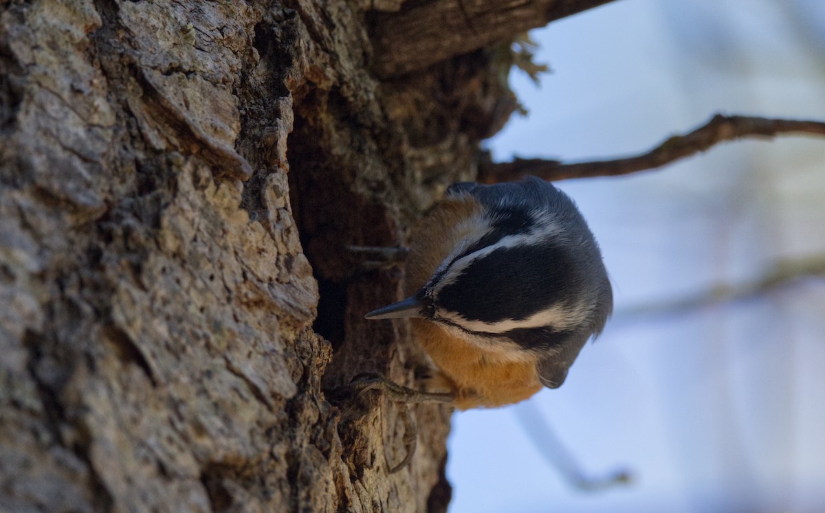 Red-breasted Nuthatch - ML612854651