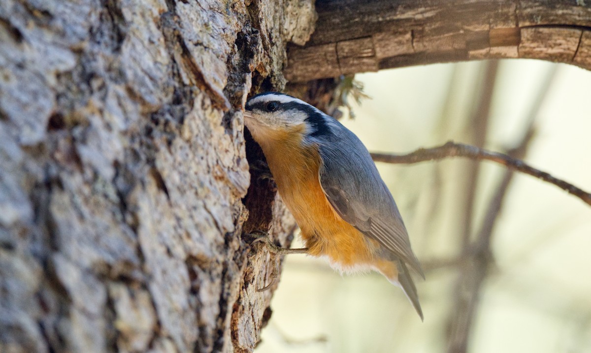 Red-breasted Nuthatch - ML612854652