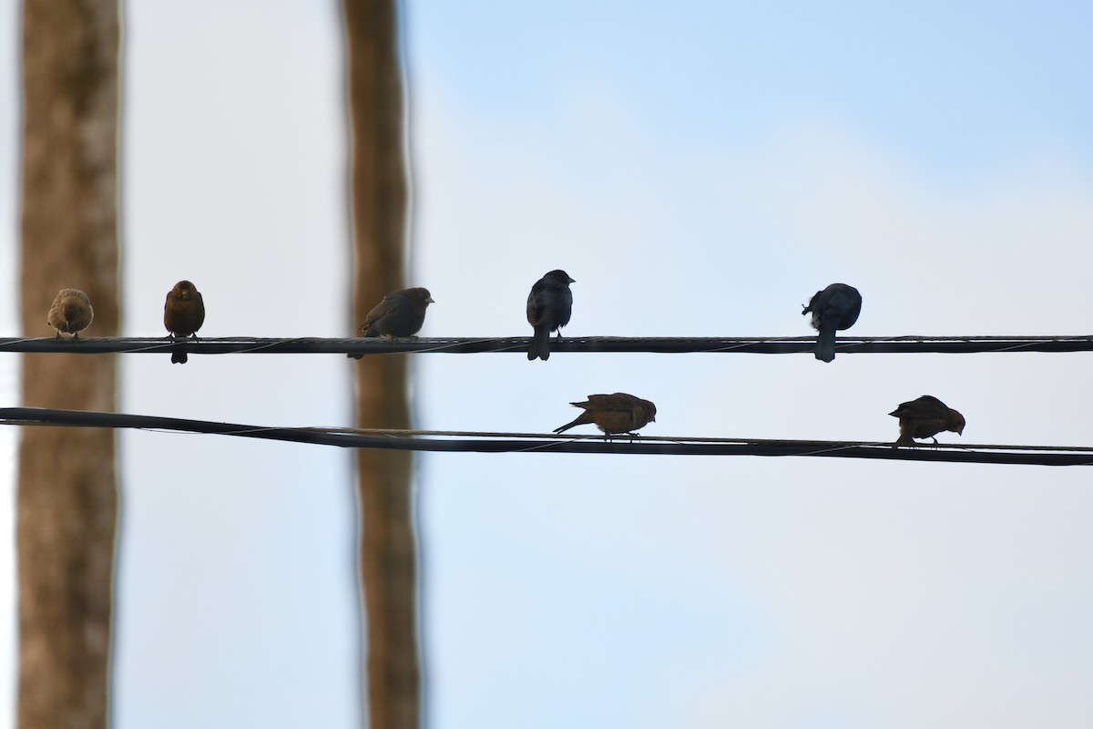 Brown-headed Cowbird - ML612854663