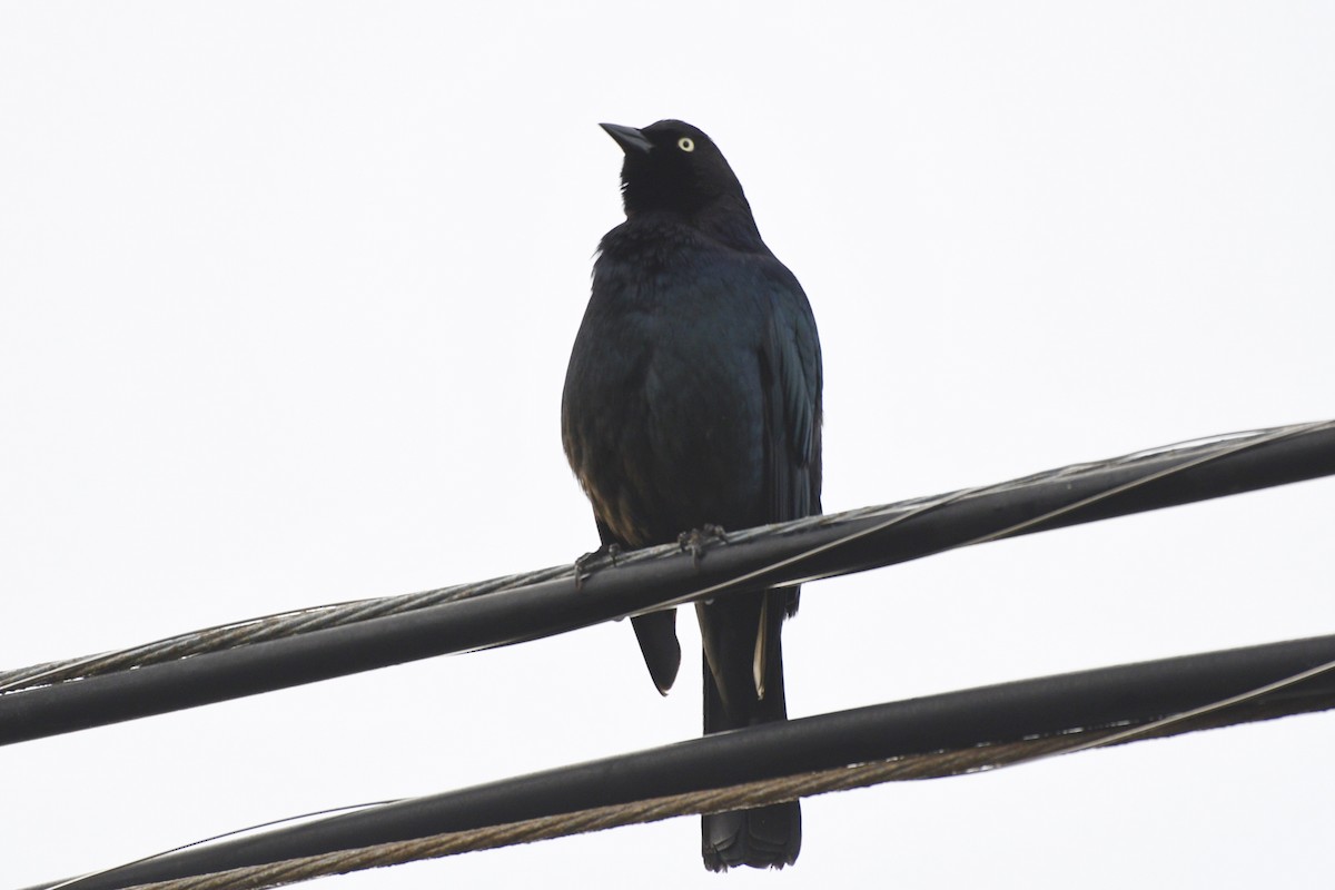 Brewer's Blackbird - Armando Aispuro