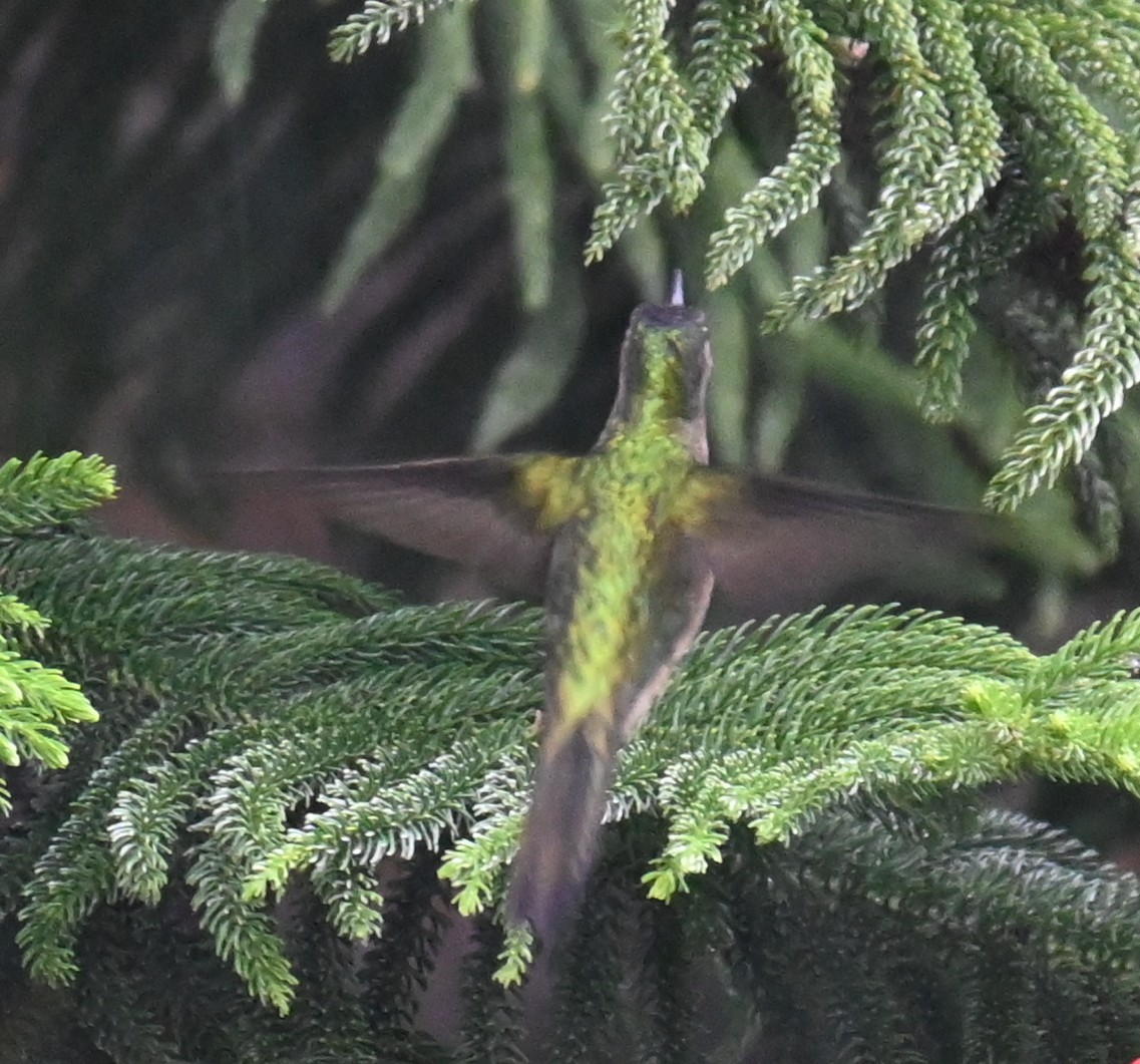 Колібрі-шаблекрил юкатанський (підвид curvipennis) - ML612854704