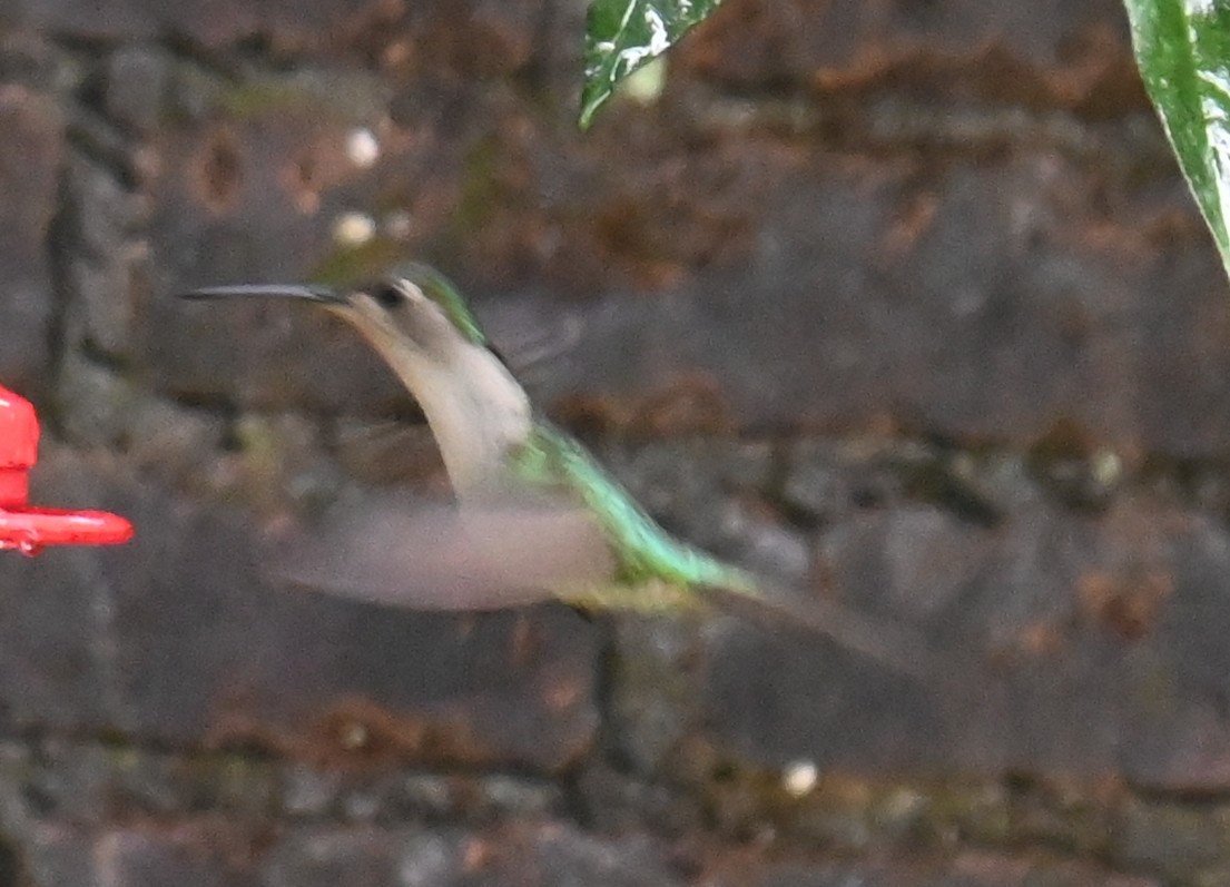 Wedge-tailed Sabrewing (Curve-winged) - Domingo Velazquez Reyes