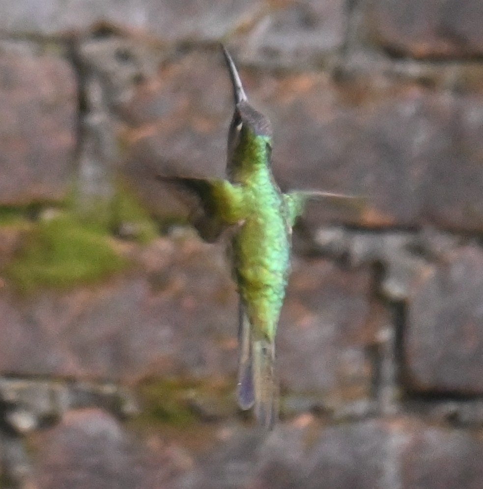 kolibřík klínoocasý (ssp. curvipennis) - ML612854706