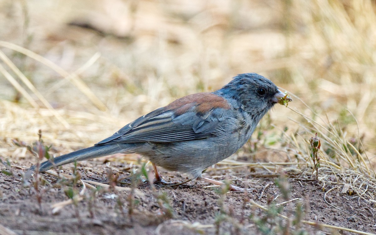 Dark-eyed Junco - ML612854737