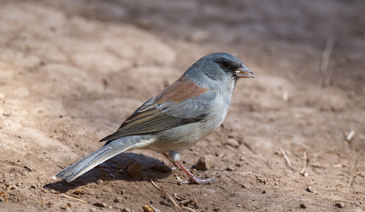 Dark-eyed Junco - ML612854738