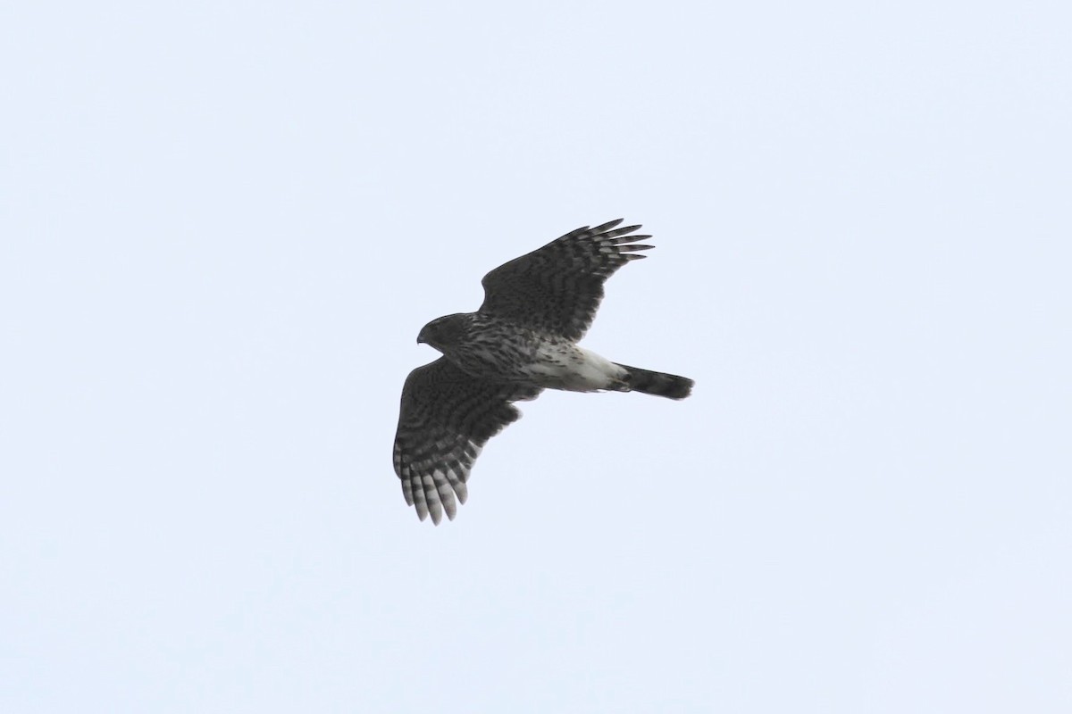 Sharp-shinned Hawk (Northern) - Joshua Gant