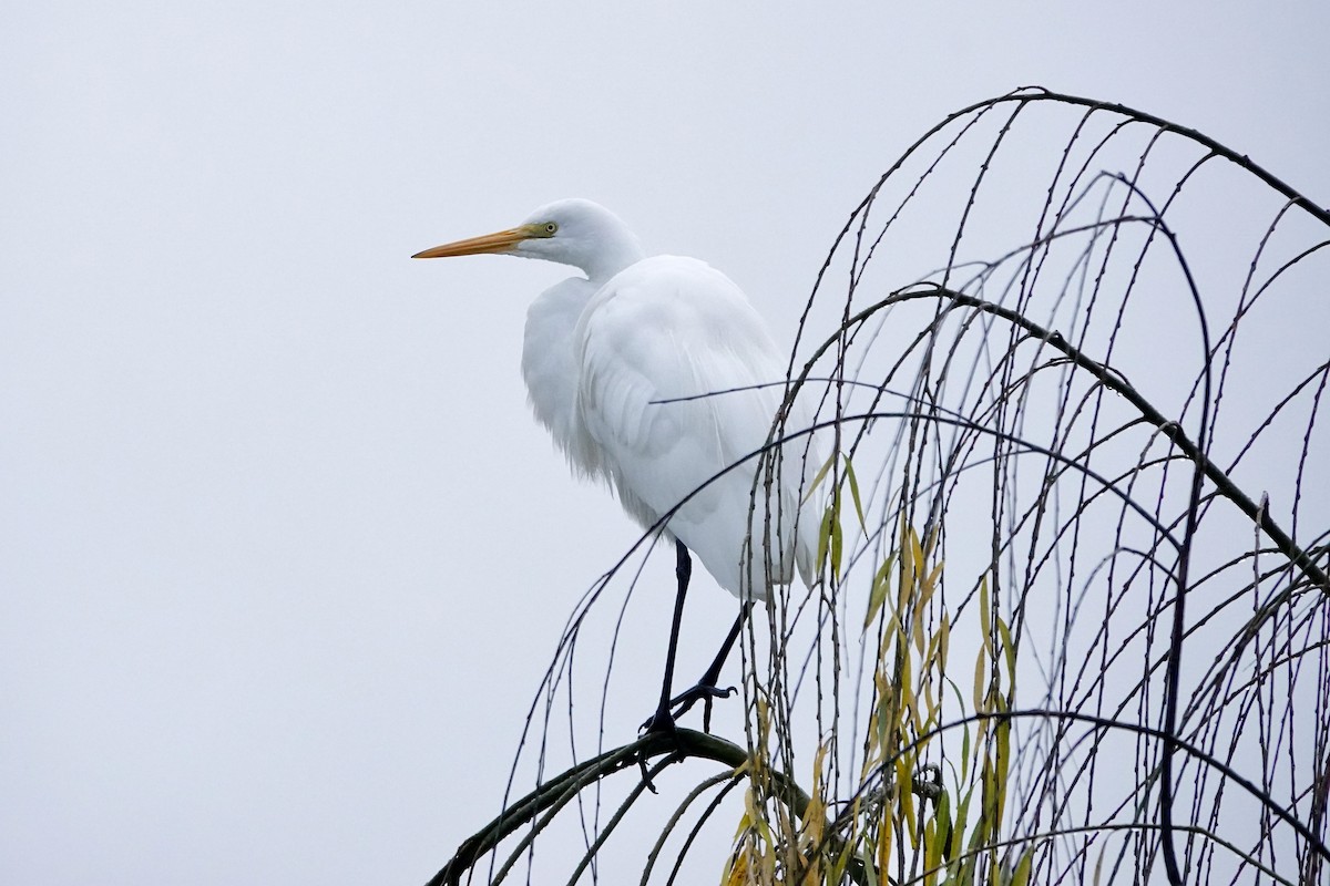 Great Egret - ML612854820