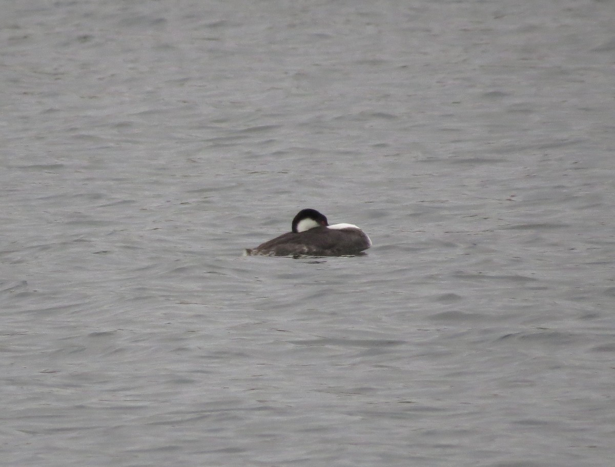 Western Grebe - ML612854910