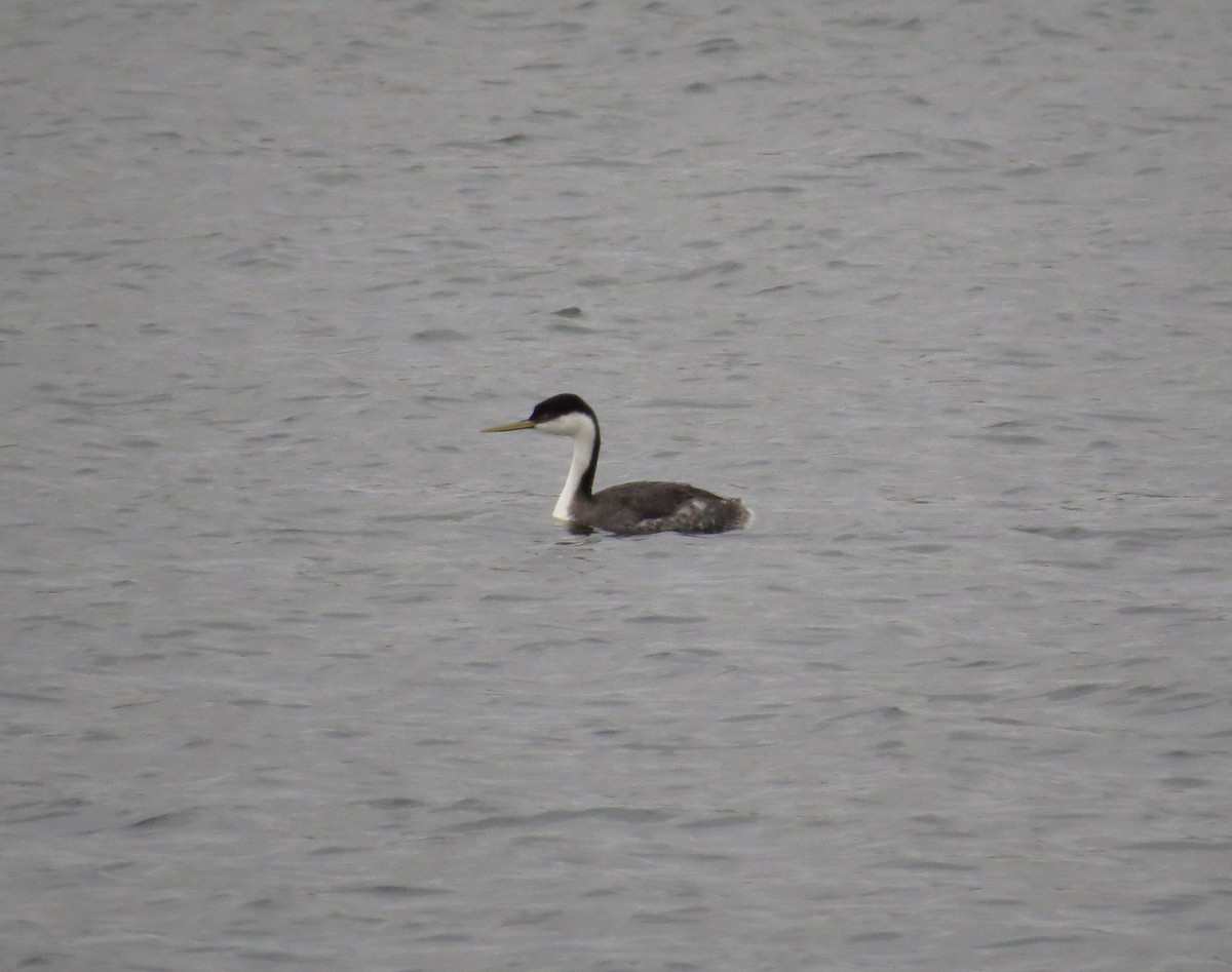 Western Grebe - ML612854916