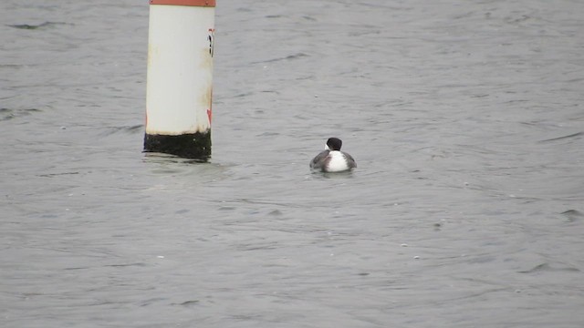 Western Grebe - ML612854927