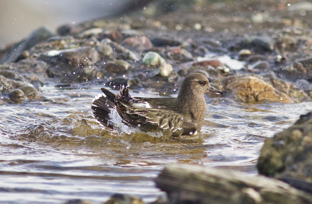 Black Turnstone - ML612854936