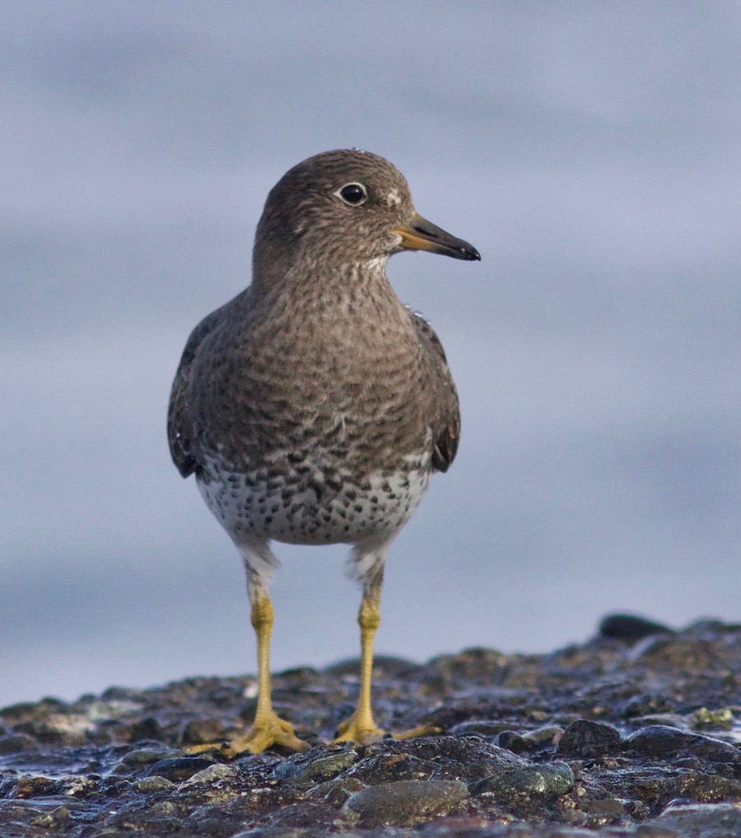 Surfbird - ML612854945