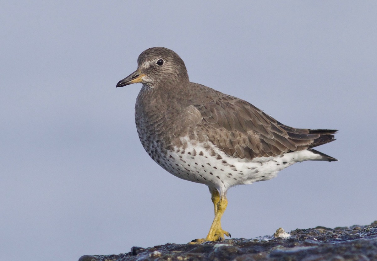 Surfbird - Nora Papian