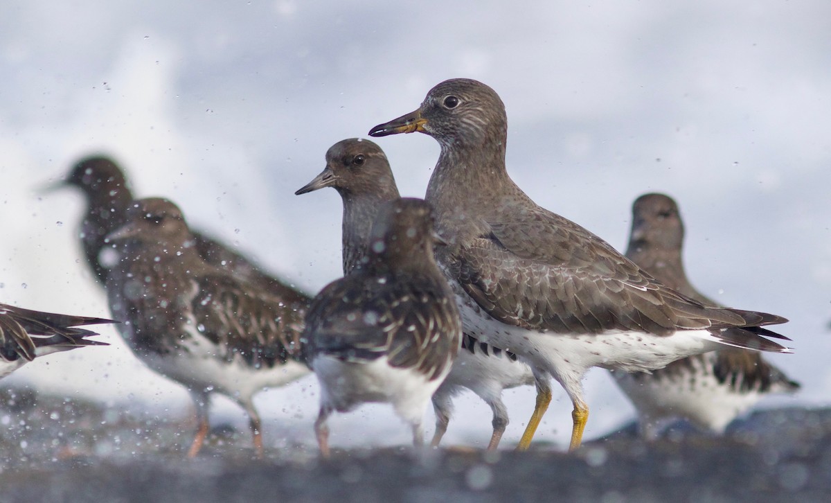 Surfbird - ML612854947