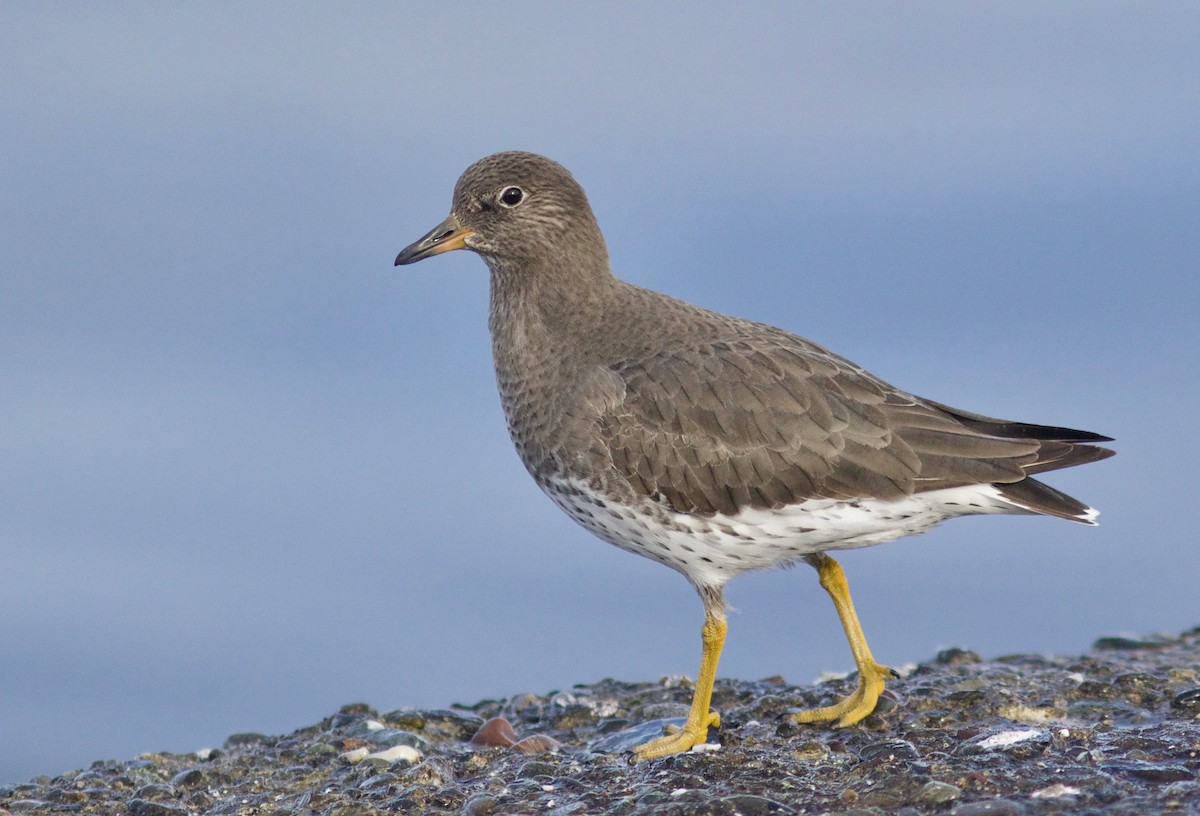 Surfbird - ML612854948