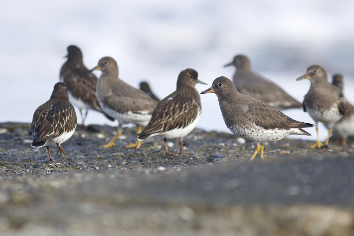 Surfbird - ML612854950