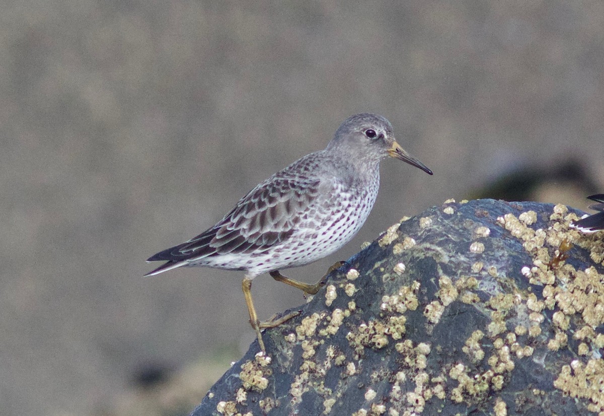 Rock Sandpiper - ML612854973