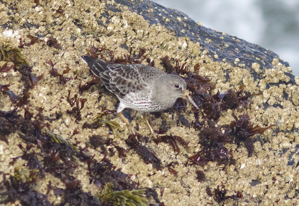 Rock Sandpiper - Nora Papian