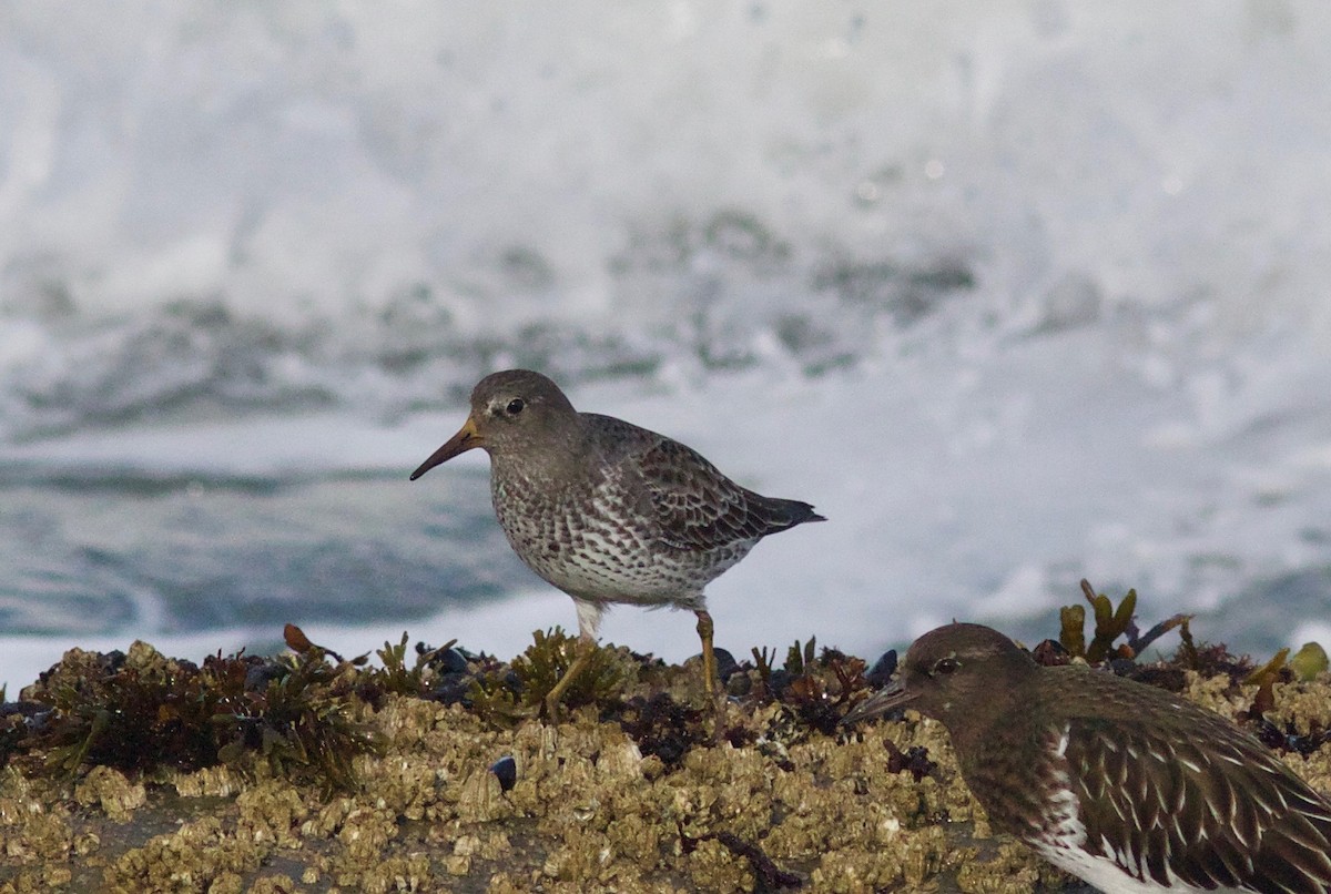 Rock Sandpiper - ML612854975